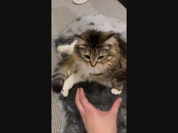 ホモと見る押し倒される猫