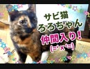 猫ちゃん保護の日ドキュメント映像