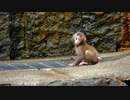 須坂動物園/茶臼山動物園/小諸動物園