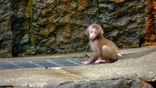 須坂動物園/茶臼山動物園/小諸動物園