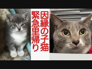 因縁のスーパーコネコチャン、まさかの緊急里帰り