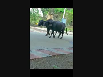 ホモと見る牛を従える犬