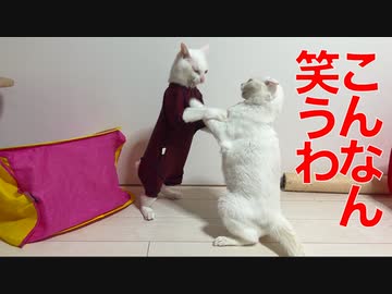 珍妙猫師匠、笑いの芸に磨きをかける