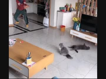 ホモと見る空気を読む猫達