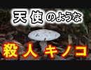 【ゆっくり解説】♰破壊の天使♰の名を持つキノコ！　ドクツルタケを解説