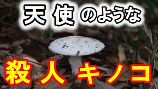 【ゆっくり解説】♰破壊の天使♰の名を持つキノコ！　ドクツルタケを解説