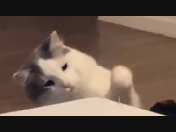 ホモと見る釘打ちのマネをする猫
