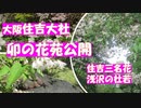 住吉大社　卯の花苑公開　大阪の住吉大社の卯の花苑が５月一杯公開されています。