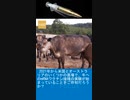 人々は目覚めつつある！ 食肉動物にmRNAワクチンを投与することを禁止する法案が提出！