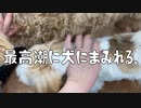 【わんわんランド】行ってきた。