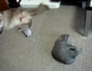 チチとライカ vol.2