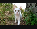 真白な子猫を発見。そ～っと近づいてみた ( 1080 X 1920 60fps )