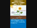 ご存知ですか？植物ワクチンの技術も登場している！