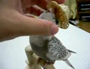 ぽんちゃんに麦わら帽子をあげてみた。