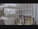 【マンチカンの子猫】はじめてのごはん｜びびちゃんねる