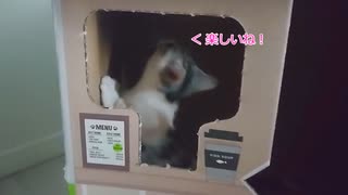 【マンチカンの子猫】デオトイレの本体は段ボール箱｜びびちゃんねる