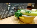 冷凍たこ焼き晩酌　ある切り口降臨　やってみっぺか　セロリはいいでよ