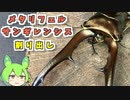 メタリフェルホソアカクワガタ(亜種サンギレンシス) 産卵セット割り出し