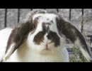 いつもの稲葉山のウサギ