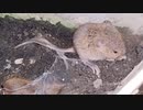ねずみ❤