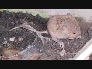 ねずみ❤