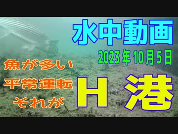 水中動画（2023年10月5日）in　H港