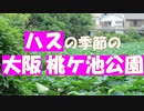 ハスの季節の桃ヶ池公園　大阪の桃が池公園に蓮を見に行きました。股ケ池明神、池の中の住宅地など、公園内を一通り散策しました。