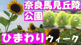 ２０２２馬見ひまわりウィーク　奈良県営馬見丘陵公園のひまわりウィーク。７つのエリアを制覇。