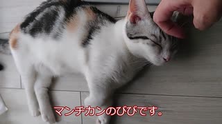 【マンチカンの子猫】かみつきスイッチが難しすぎる猫｜びびちゃんねる