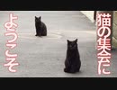 因縁の父ちゃん猫、人間を猫の集会に招待する