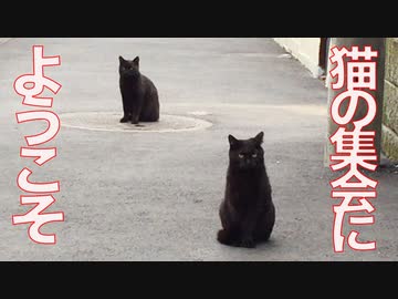 因縁の父ちゃん猫、人間を猫の集会に招待する