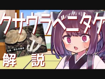 東北きりたんの毒キノコ解説『クサウラベニタケ』