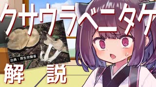 東北きりたんの毒キノコ解説『クサウラベニタケ』