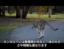 カンガルーってどんなどうぶつなの