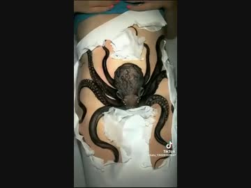 ホモと見る股間に入れた蛸のタトゥー