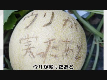 ウリが実ったあと　栽培者：ファーム系メロンビルダー拓也