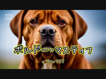 ボルドー・マスティフって知ってる？