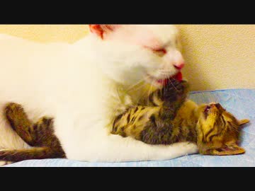 おおちびよ、反抗期なのかい。