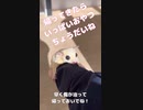 【 #フクロモモンガ 】乳腺の腫瘍を取る手術の話！ #おはモモンガ #モモンガ  #shorts #sugerglider #蜜袋鼯 #슈가글라이더 #フクモモ