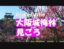 大阪城　梅林　中咲きの梅が見ごろの大阪城の梅林