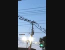 #カラスの皆さん　３