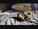怯えて逃げ出す子猫