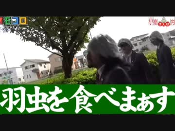 羽虫