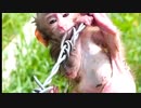 【子猿・ペット】湿った子猿を見る動画