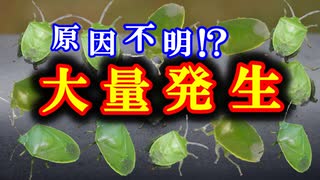 【ゆっくり解説】全国各地で大量発生！？　ツヤアオカメムシを解説