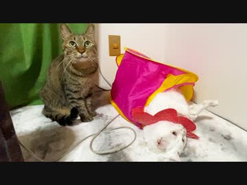 さよならなんて云えないべ