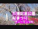 大阪　万博記念公園　桜まつり 桜満開の万博記念公園。チューリップも咲いていました。