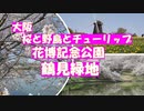 桜満開の大阪の花博記念公園鶴見緑地　鶴見緑地は桜の名所。野鳥とチューリップも。