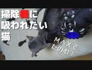 掃除機に吸われたい猫