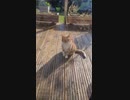 ホモと見る怪我のふりをして同情を誘う演技派猫